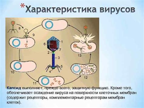 Виды повреждений клеток: последствия внутриклеточного паразитизма