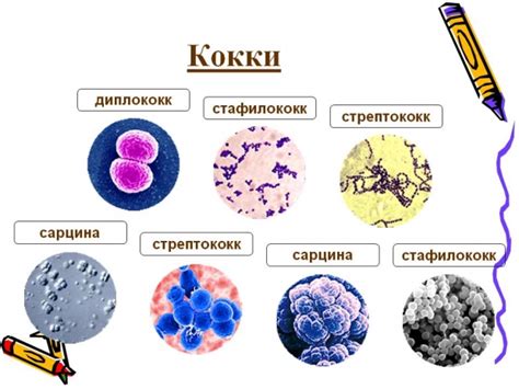 Виды слизи в мазке