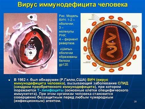 Возможности лечения вирусных инфекций: борьба с внутриклеточными паразитами