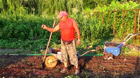 Выбираем овощи для посадки на песчаную почву