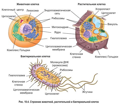 Генетический материал клеток