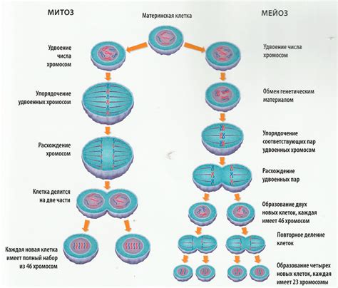 Деление мейозом