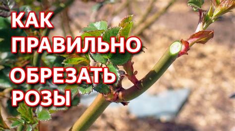 Как правильно раскрыть растения весной?