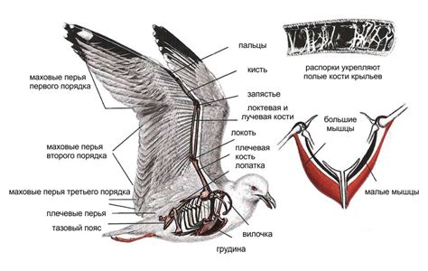 Крылья гулей: суперспособности в полете