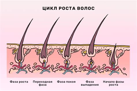 Максимальная длина волос: генетический предел