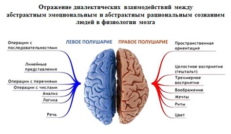 Межполушарная борозда у грудничка