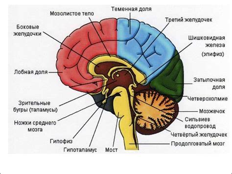 Общая анатомия головного мозга