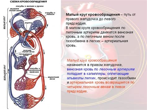 Описание кровеносной системы