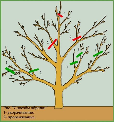 Период обрезки груши