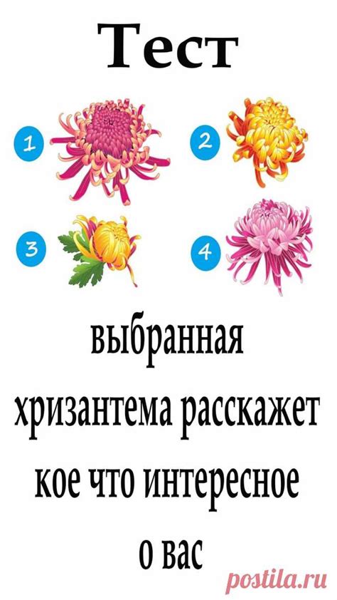 Получите подарочный сертификат и выберите хризантему самостоятельно