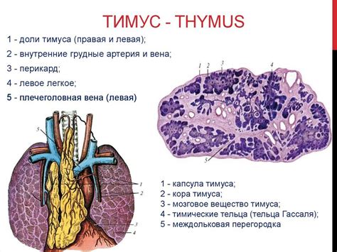 Причины возникновения неполной редукции тимуса