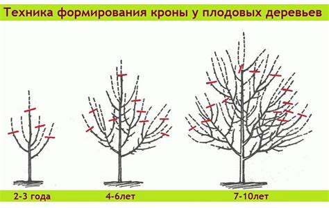 Причины обрезки осенью