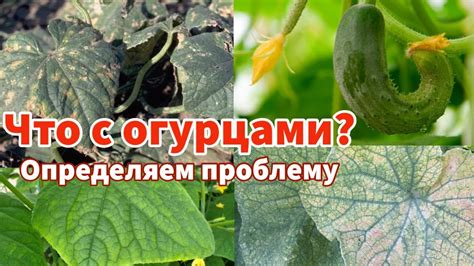 Проблемы с почвой: их влияние на желтеющие огурцы