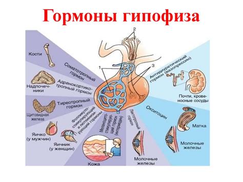 Роль гипоталамуса в регуляции внутренних органов