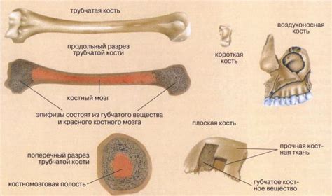 Роль фибулы в стабилизации костей