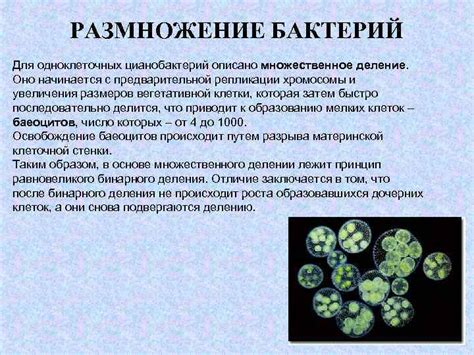 Рост микроорганизмов и плесени