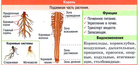 Структура и корни