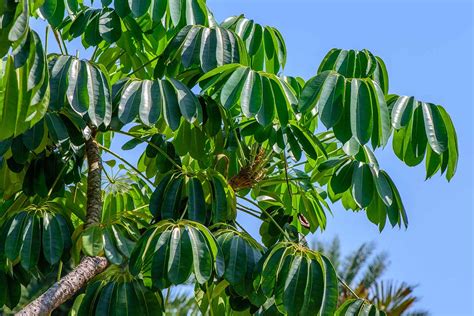 Уникальные особенности Umbrella leaf