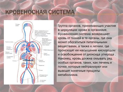 Функции кровеносной системы