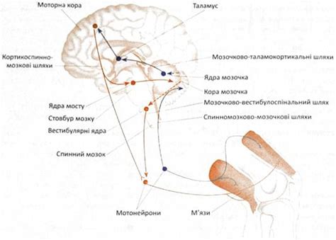 Функции мозжечка в координации движений