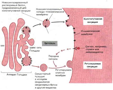 Адаптация клеток к оптимальной работе аппарата Гольджи