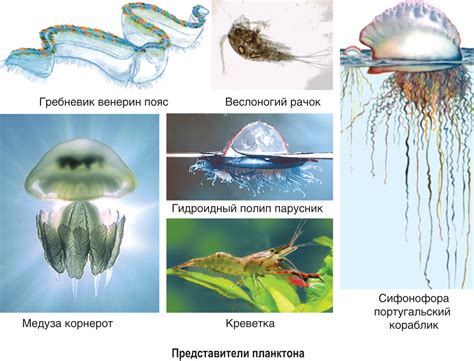 Адаптация морских организмов к изменяющейся среде