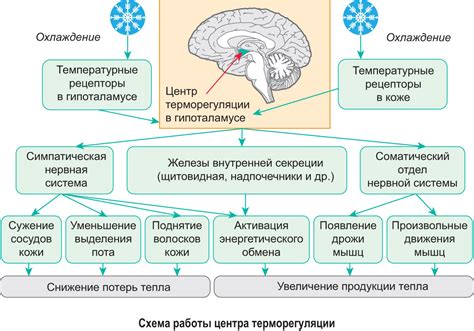 Адаптация организма и нормальные реакции