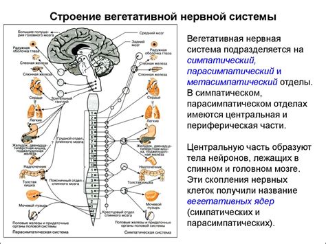 Активация симпатического отдела вегетативной нервной системы