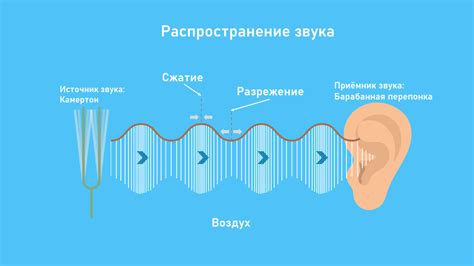 Акустические свойства ракушки