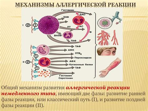 Аллергические реакции и их влияние на состояние шерсти