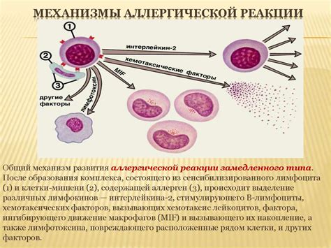 Аллергия и возможные реакции