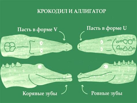 Аллигаторы и крокодилы в сновидениях: символика и значения