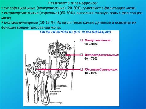 Альтернативные точки зрения: непроверенные и отрицательные стороны выделения мочи собакой