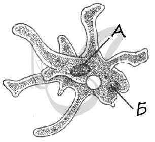 Амебу относят к типу простейших: почему?