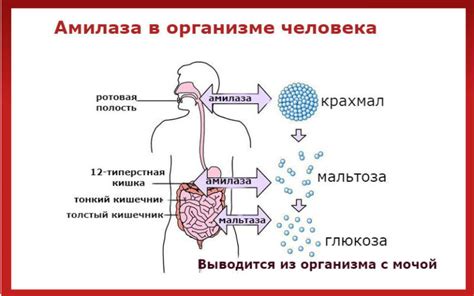 Амилаза и липаза в крови: