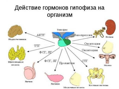 Аминокислоты и гормоны - связь в регуляции организма