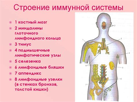 Аминокислоты - ключевые элементы иммунной системы