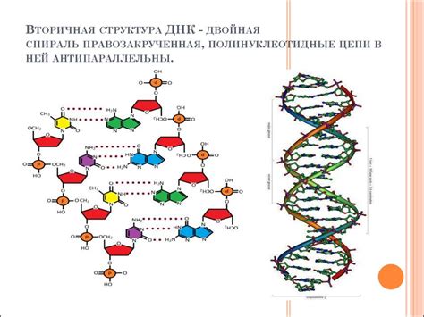 Аминокислоты - строительные блоки ДНК и РНК