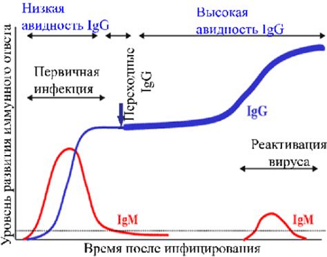 Анализы на цитомегаловирусный IgG у женщин