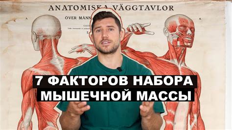 Анализ факторов, влияющих на сроки набора мышечной массы