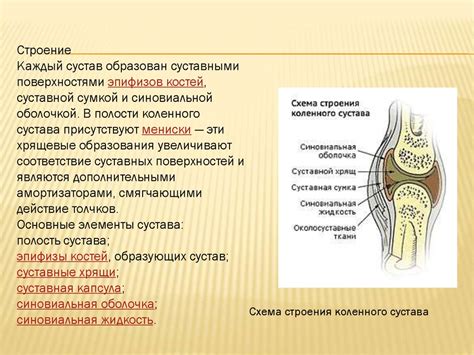 Анатомическая особенность суставов