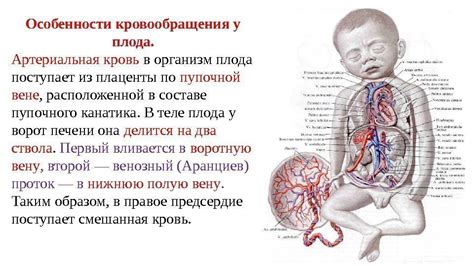 Анатомические изменения плода