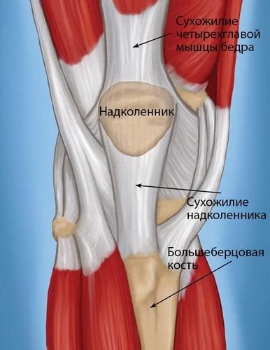 Анатомические особенности колена