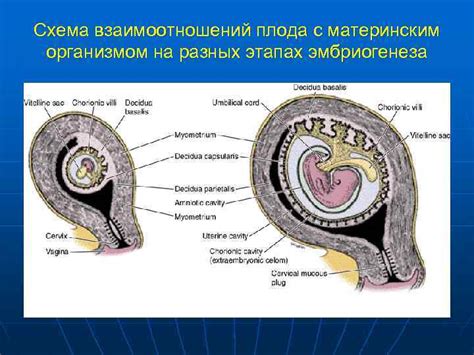 Анатомические особенности связей между плацентой и материнским организмом