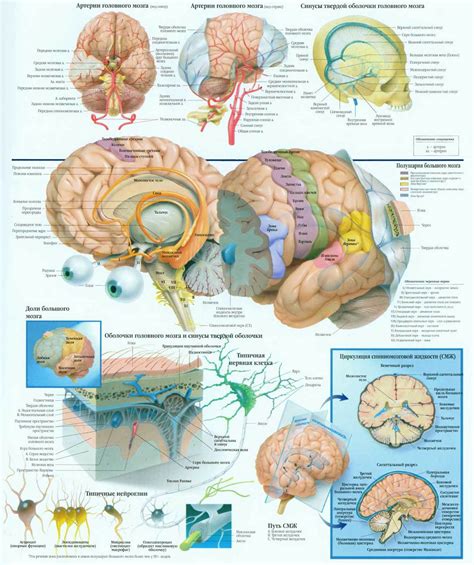 Анатомическое строение головного мозга