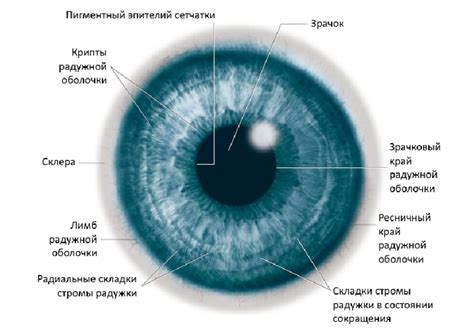 Анатомическое строение зрачка