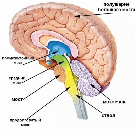 Анатомия головного мозга