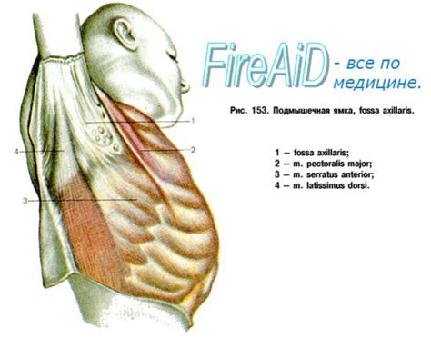 Анатомия и функционирование подмышечной области