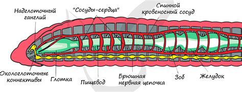 Анатомия нервной системы кольчатых червей