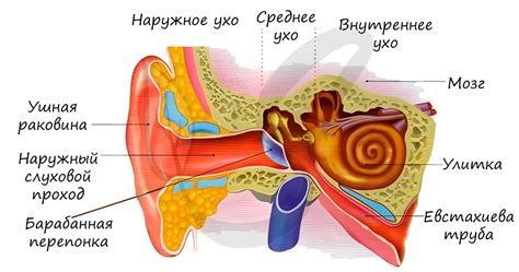 Анатомия уха и сера